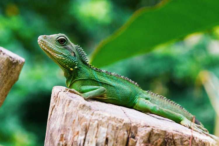 Iguana sobre un tronco