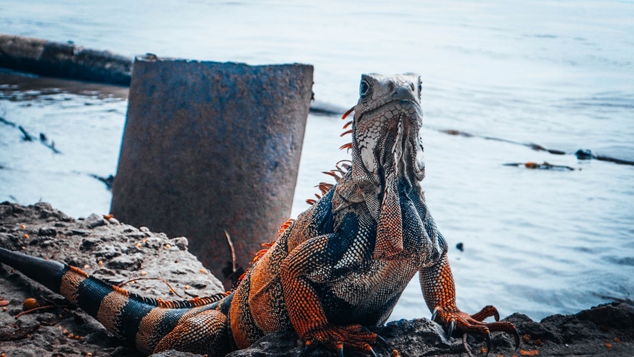 Iguana en su hábitat natural 1
