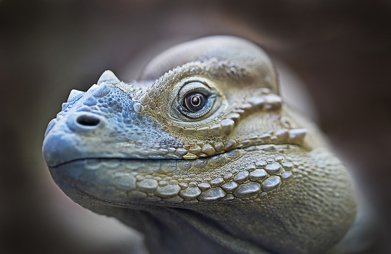 Iguana en su hábitat natural 2